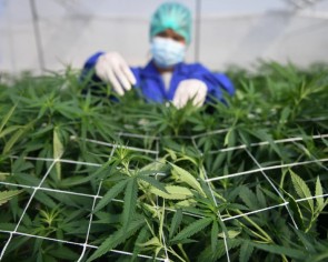 Thailand&#039;s &#039;father&#039; of cannabis wants small-time growers to be part of medical marijuana industry