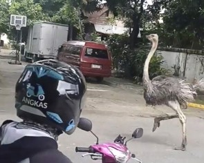 Ostriches on the run as Metro Manila goes into coronavirus lockdown