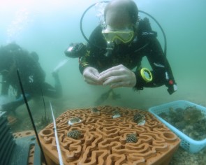 Can coral reefs be saved by world-first 3D-printed tiles?
