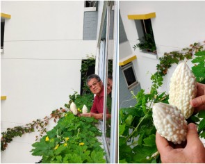 Garden in the sky: Uncle&#039;s love for gardening bears fruit at HDB flat