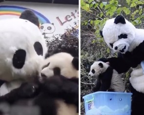 &#039;A bit weird&#039;: Chinese wildlife keepers in panda suits covered in bear&#039;s faeces go viral