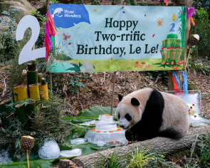 &#039;Why can&#039;t we extend Le Le&#039;s contract?&#039; Fans of Singapore&#039;s first panda cub bemoan his return to China