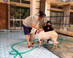 Malaysian shelter rescues 120 cats and dogs from floods