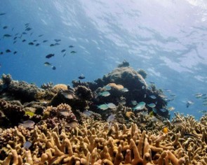 Noise pollution is harming sea life, needs to be prioritised, scientists say