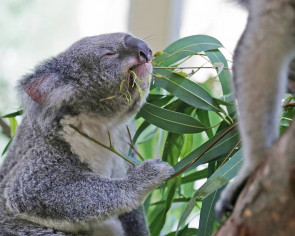 Suggest new names for the Singapore Zoo&#039;s koalas