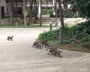 Yale-NUS student posts on Instagram about being blessed by appearance of otter family on campus