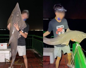 Video of angler releasing endangered shovelnose ray at Bedok jetty sparks debate about sport fishing