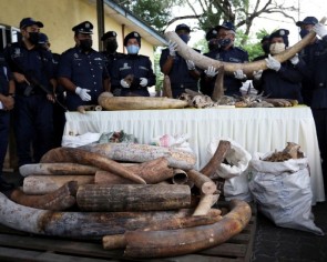 Malaysia seizes 6 tonnes of illegally trafficked animal parts