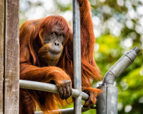 World&#039;s oldest Sumatran orangutan dies aged 62