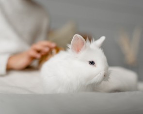 The real cost of rabbit adoption in Singapore and how to go about doing it