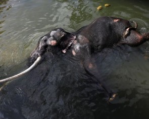 Sri Lanka readies ailing Thai elephant for flight home
