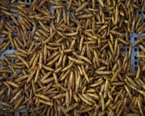 Munching maggots help Singapore startup secure lucrative biomaterial