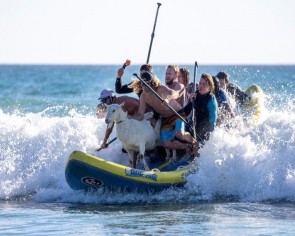 Surfing pet goat coolly rides the waves at California beach