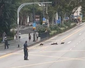 Family of otters treated like royalty as Istana guards halt traffic just for them