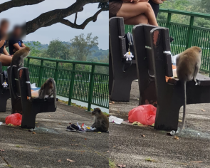 Daily roundup: Man posts photo accusing couple of feeding macaques in reservoir, gets chided by netizens - and other top stories today