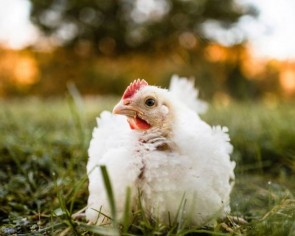 Japan reports first bird flu outbreak of season, culls 143,000 chickens