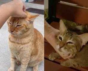 &#039;I pet pet the cat, I happy already&#039;: Singaporeans show how community cats keep them going in TikTok trend