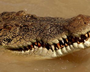 Woman&#039;s body found after Australian crocodile attack