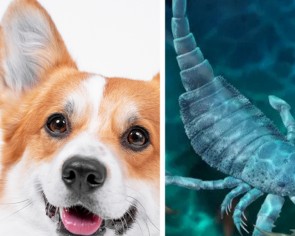 Chinese scientists unearth ancient underwater scorpion that was the size of a corgi