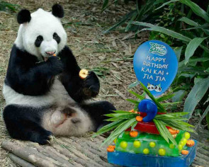 Kai Kai and Jia Jia celebrate birthdays, 4th year at River Safari