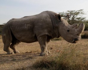 A rhinoceros upside-down by air, oh my! Ig Nobels science awards given out online