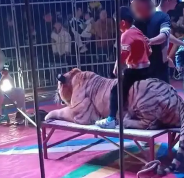 &#039;Not a toy&#039;: China circus facing legal action after tying down tiger for children to take photos