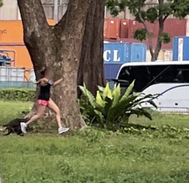 Jogger screams for help as otters chase after her at West Coast Park