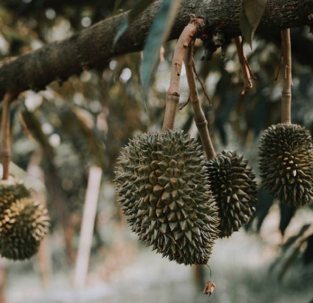 Durian diplomacy? China turns to the king of fruits to boost ties with Southeast Asia