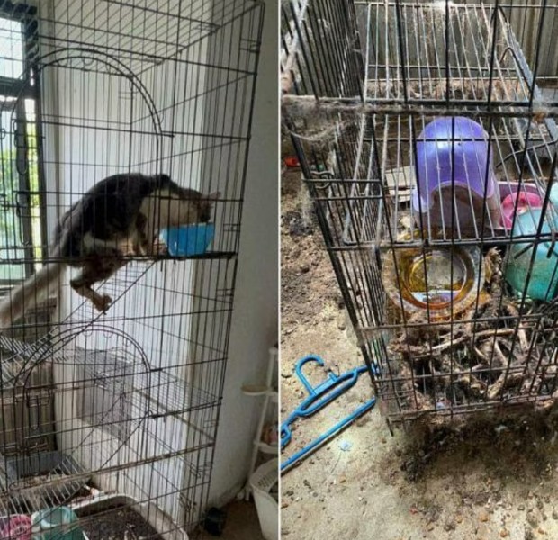 &#039;Skin and bones&#039;: 2 cats rescued from cage after being abandoned in rental flat near Havelock Road, skeletal remains of others found