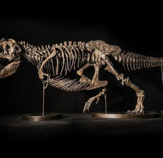T-Rex skeleton to be exhibited for free in Singapore