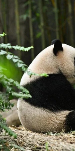 &#039;He has been a ray of hope&#039;: Fans say goodbye to panda cub Le Le in his last public appearance