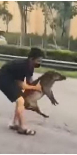 Man praised for helping injured boar on expressway, but Acres advises against it