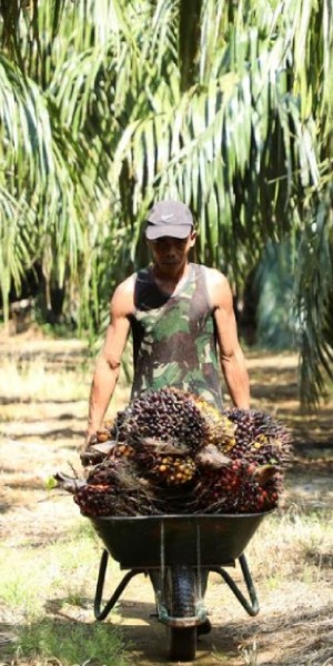 Malaysia says it could stop palm oil exports to EU after new curbs