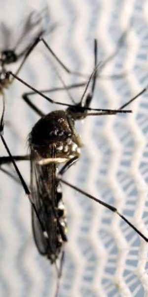 Singapore ramps up breeding &#039;Wolbachia&#039; mosquitoes as dengue crisis escalates