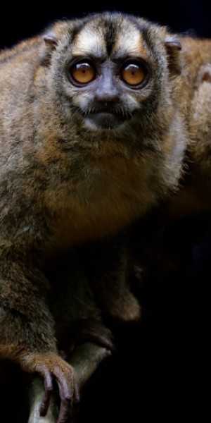 See what?! 2 new species and walk-in civet exhibit debut at Night Safari