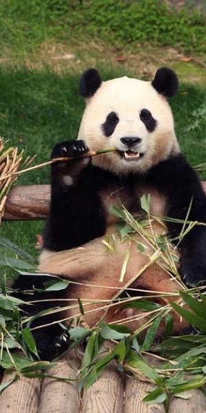 South Koreans bid farewell to beloved panda Fu Bao before her return to China