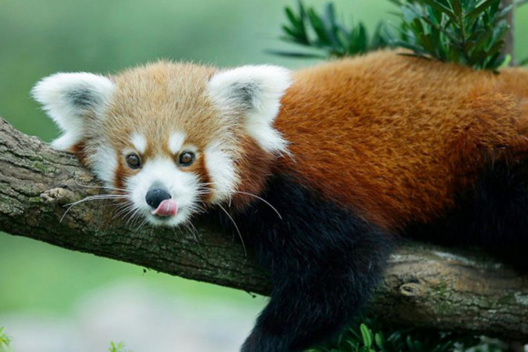 red panda river safari