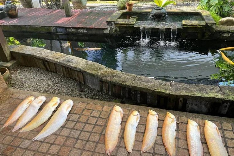 Back for seconds: Otters kill 10 arowanas in Bukit Timah home, after