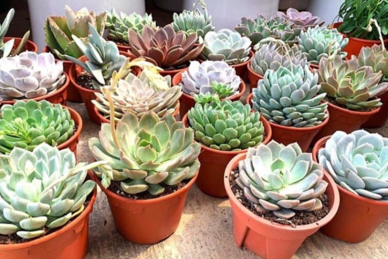 A Beginner S Guide To Buying Plants Online For Your Home In Singapore Lifestyle News Asiaone