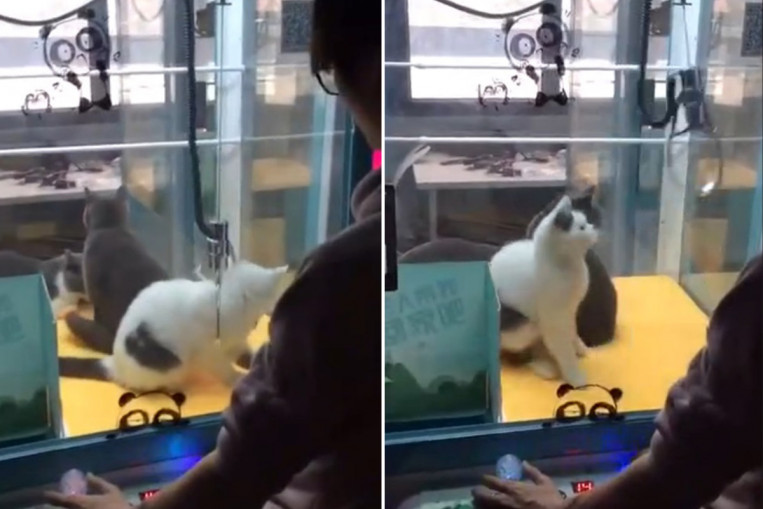 Live cats placed in claw machine so people can grab them like toys
