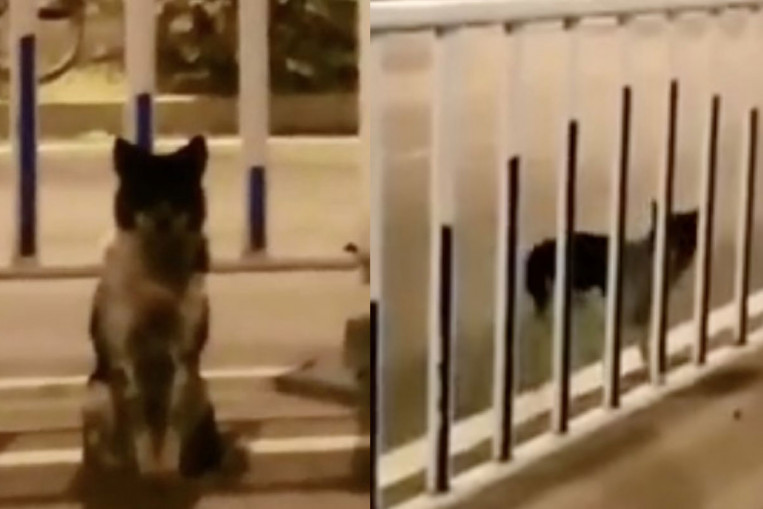 Faithful dog waits for nearly 3 months at same spot where owner was ...