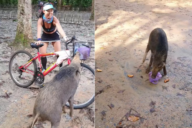 Cyclists squeal as wild boar steals curry puffs from ...