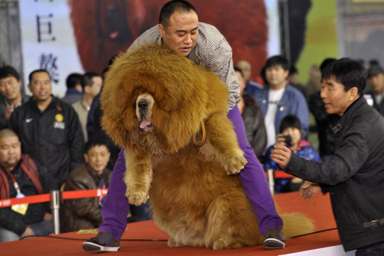 hairy mastiff dog