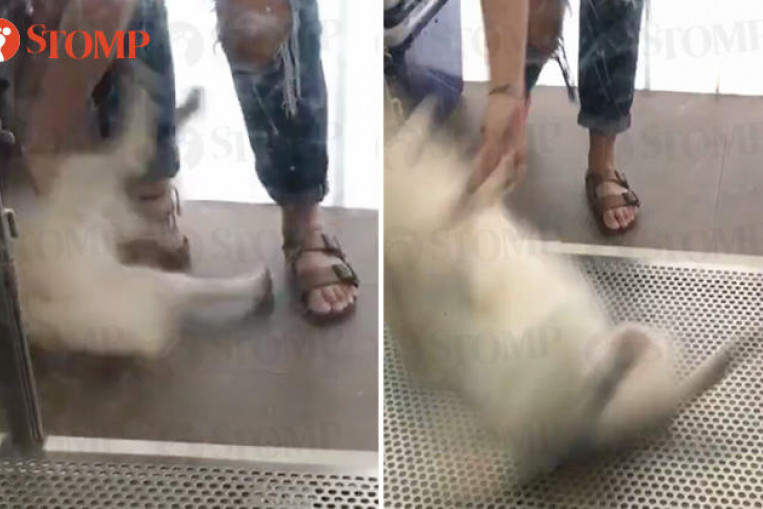 nex pet lover centre