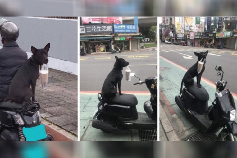 costco dog food reddit