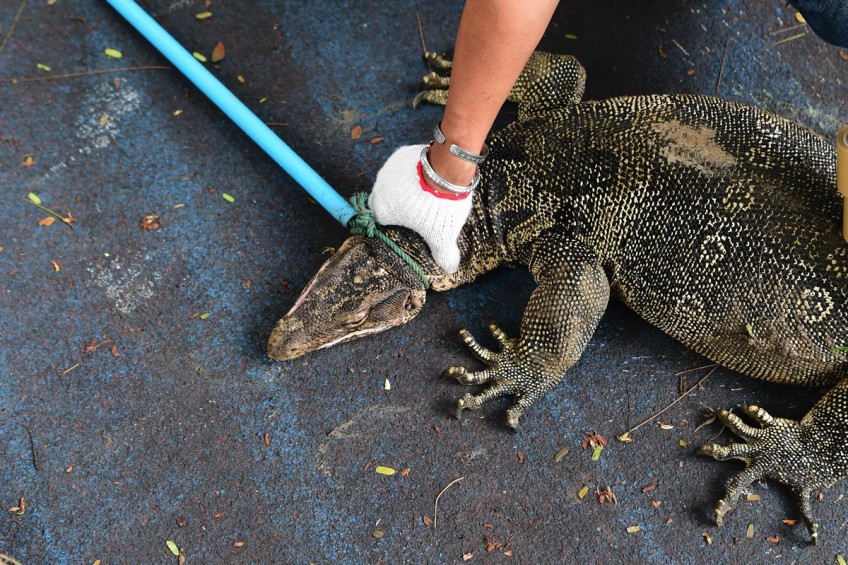Bangkok rids city park of giant water monitor lizards, Asia News