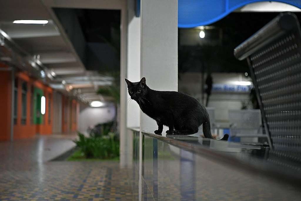 Can you keep dogs, cats and other pets in your HDB Flat?