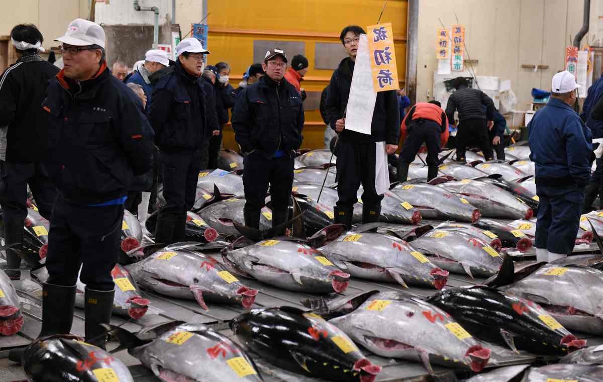 Operation Tsukiji: Tokyo prepares to battle rats as iconic fish market shuts