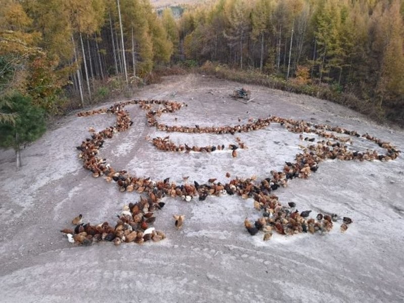 A series of videos about feeding chickens become hits at online video platforms recently.