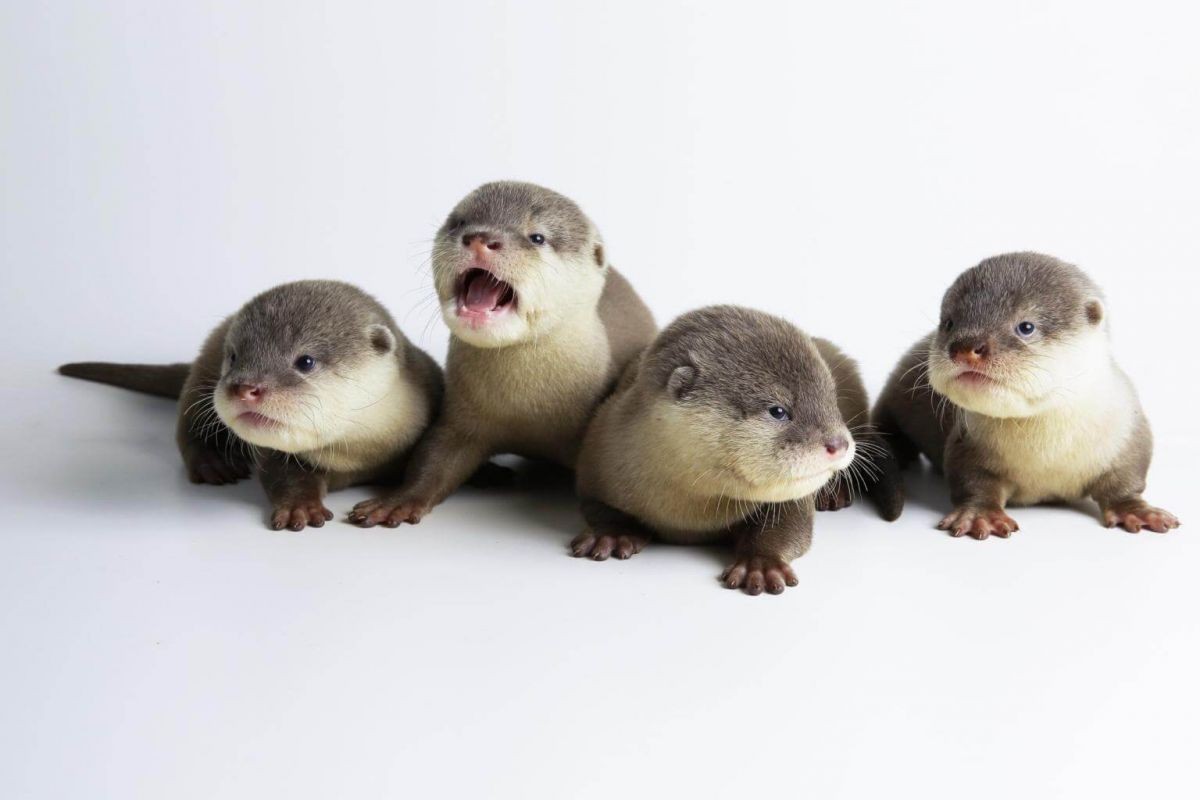 2017 was a good year for the otters with a total of 14 successful Asian small-clawed otter births across Night Safari and Singapore Zoo